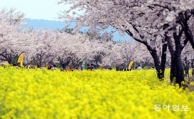 2017년 4월 8일 제주 서귀포시 표선면 제주 유채꽃축제장을 찾은 가족단위의 국내 관광객들이 만개한 유채꽃과 벚꽃을 보며 즐거운 시간을 보내고 있는 모습. 박영대 기자