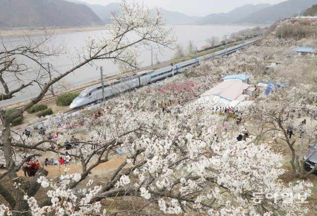 원동매화축제가 열린 경남 양산시 원동 순매원에 많은 상춘객들이 몰려와 봄의 전령 매화 나무 아래서 봄을 만끽하고 있다. 동아일보 DB