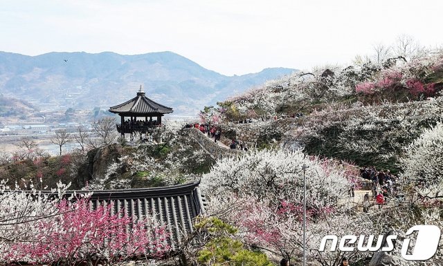 섬진강변 매화마을© 뉴스1