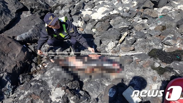 24일 오전 11시26분쯤 제주시 구좌읍 월정리 어촌계 식당 해안에서 발견된 돌고래 사체를 해경이 살펴보고 있다(제주해경 제공)© 뉴스1