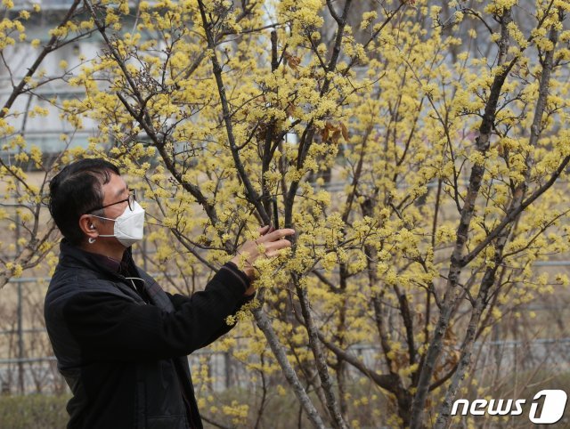 전국 대부분 지역이 미세먼지 농도 ‘나쁨’ 상태를 기록한 27일 오후 서울 여의도한강공원에서 마스크를 쓴 시민이 산수유를 사진으로 담고 있다. 환경부는 내일도 국외 미세먼지가 들어오면서 전국 대부분 지역에서 미세먼지 농도가 ‘나쁨’을 나타낼 것으로 전망했다. 2019.3.27/뉴스1 © News1