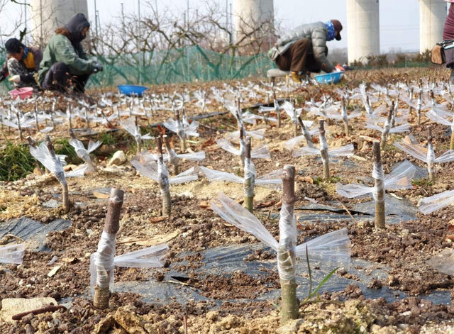 전국 유일의 묘목산업특구이자 최대 유통지인 충북 옥천의 대표 축제인 묘목축제가 28∼31일 옥천묘목공원 일원에서 열린다. 사진은 묘목 접붙이기 모습. 옥천군 제공