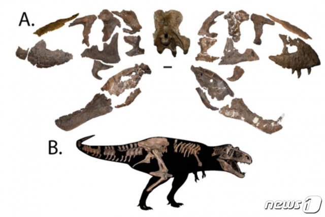 논문에 게재된 티라노사우르스 추상적인 복원 개념도.(저널 해부학기록, Anatomical Record) © 뉴스1