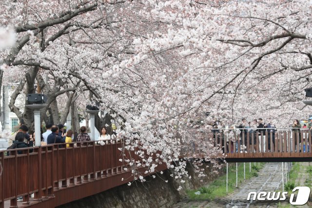 2 경남 창원시 진해구 여좌천 로망스다리에 벚꽃이 활짝 펴 상춘객들의 시선을 사로잡고 있다.  © News1