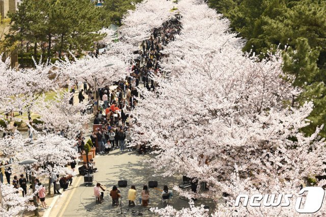 부경대는 1일 봄 벚꽃 축제인 ‘핑크캠퍼스 및 동아리소개 한마당’행사를 개최했다. 사진은 교내 벚꽃길 전경.(부경대 제공) ⓒ 뉴스1