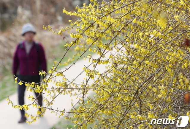 꽃샘추위가 기승을 부린 1일 오전 경기도 수원시 장안구 서호천 인근에서 시민들이 개나리 꽃길을 따라 산책하고 있다. 2019.4.1/뉴스1 © News1