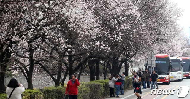 31일 외국인 관광객들이 매화, 벚꽃, 개나리 등이 활짝 핀 서울 여의도 윤중로에서 사진을 촬영하며 봄의 정취를 느끼고 있다. 2019 여의도 벚꽃 축제는 오는 5일부터 시작한다. 2019.3.31/뉴스1 © News1