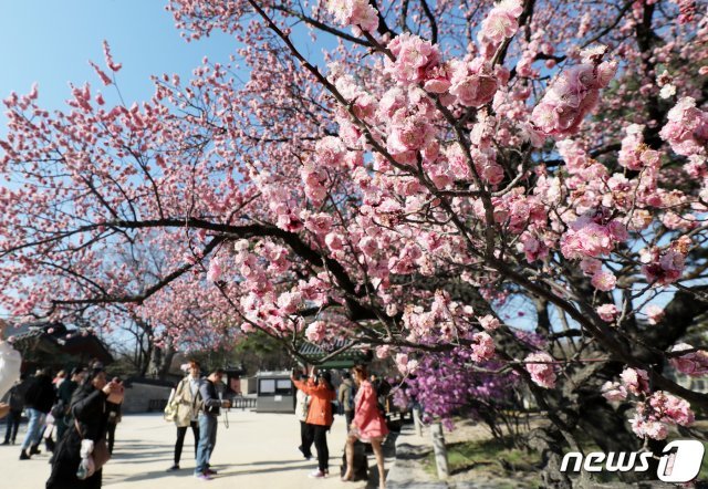 꽃샘추위가 물러가고 완연한 봄날씨를 보인 3일 오후 서울 종로구 창덕궁에서 관람객들이 형형색색 만개한 봄꽃을 배경으로 사진을 찍고 있다. 2019.4.3/뉴스1 © News1