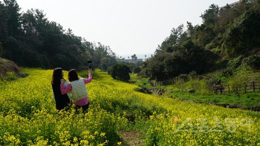 제주 중문단지 롯데호텔 동편에 있는 엉덩물 계곡에 흐드러지게 핀 유채꽃밭에서 관광객들이 인증샷을 찍고 있다. 엉덩물 계곡은 최근 SNS 등을 통해 새로운 유채꽃 명소로 떠오른 곳으로, 계곡 구간에 산책로가 잘 조성되어 가벼운 마음으로 봄꽃 구경을 할 수 있다. 제주｜김재범 기자 oldfield@donga.com