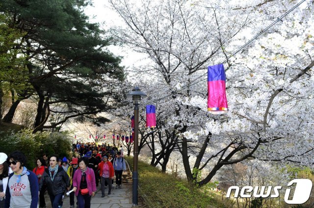 서대문구 안산 자락길 벚꽃 풍경.(서대문구 제공) © 뉴스1