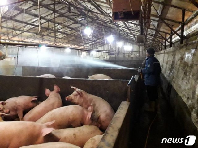 국내 한 돼지 농가에서 전염병 예방을 위해 사전 방역을 하고 있는 모습. © 뉴스1DB