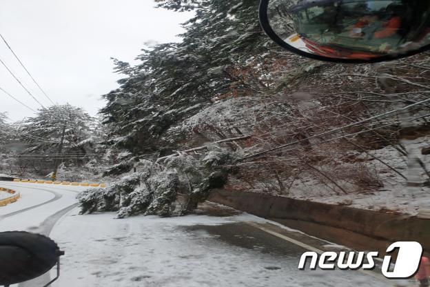10일 오전 경북 봉화군 춘양면 서벽리에 폭설로 쓰러진 나무가 도로 위에 쓰러져 있다.(봉화군 제공) 2019.4.10/뉴스1 © News1