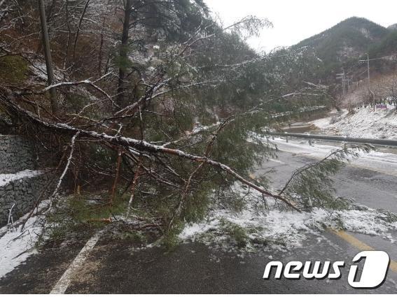 10일 오전 경북 봉화군 소천면 현동리에 폭설 피해를 입은 나무가 도로 위에 쓰러져 있다.(봉화군 제공) 2019.4.10/뉴스1 © News1