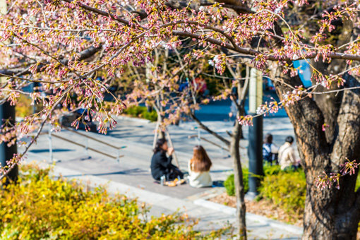 봄날의 화사한 정취를 제대로 느낄 수 있는 중앙대학교의 중앙마루 계단. 사진제공｜서울관광재단