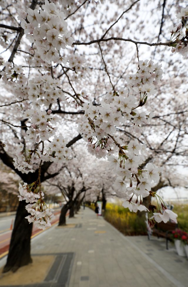아침에 일찍 가면 벚꽃 사진도 차분하게 찍을 수 있다