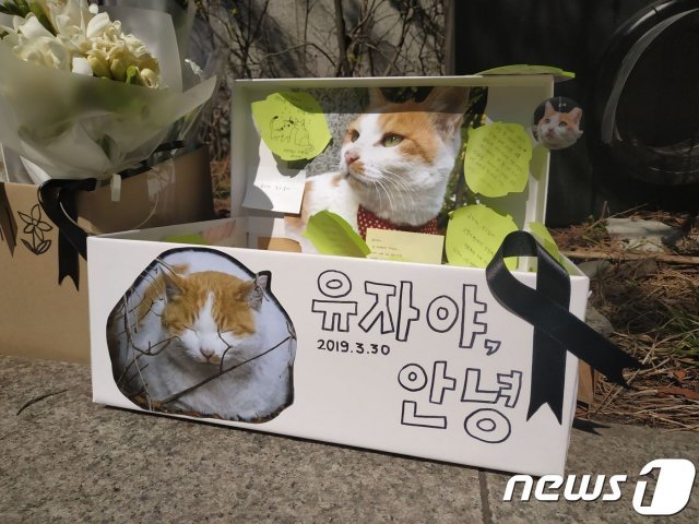 3일 오후 서울 성북구 국민대학교 캠퍼스 에 고양이 ‘유자’의 추모 공간이 마련되어 있다. © 뉴스1