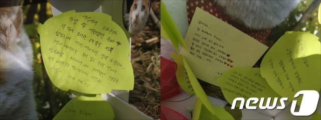 국민대 마스코트 길냥이 '유자' 돌연사…'약물테러' 가능성도｜동아일보