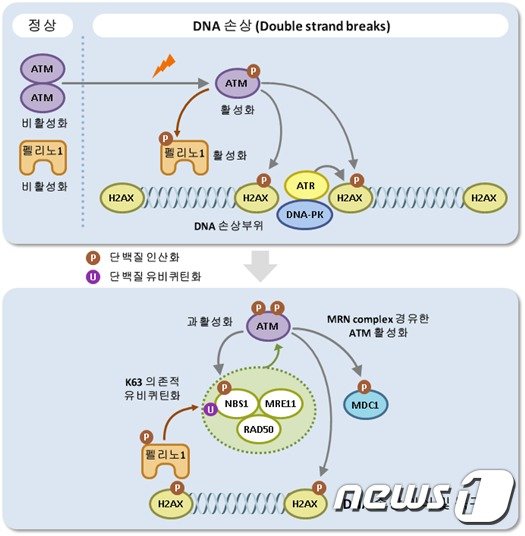 펠리노1 단백질에 의한 손상된 DNA를 인식하고 복구하는 통제 시스템(한국연구재단 제공)© 뉴스1
