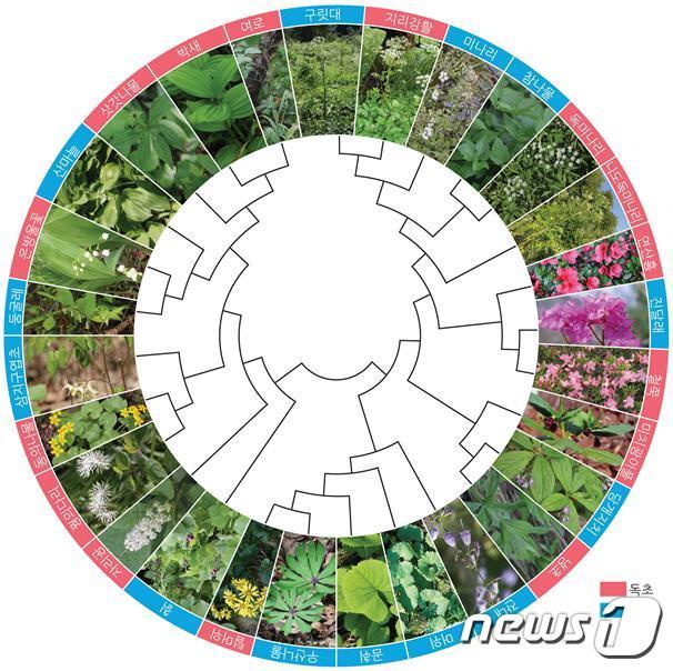 산나물과 독초 유전자신분증(DNA바코드) 구축 이미지 자료© 뉴스1