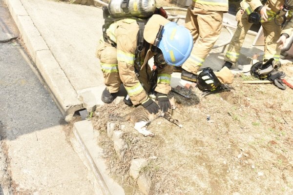 소방대원이 화재현장에서 구출된 고양이에게 심폐소생술을 하고 있다./ 사진=춘천소방서 제공