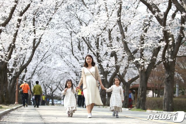 18일 전국에서 가장 늦게 피는 전북 진안군 마이산의 벚꽃이 개화율 80%를 넘어섰다. 마이산 벚꽃은 이번 주말까지 절정의 아름다움을 뽐내다가 다음 주 엔딩을 맞이할 것으로 보인다.(진안군 제공) 2019.4.18/뉴스1