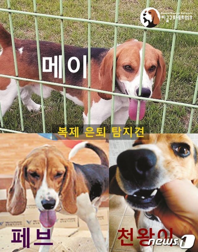 사진 비글구조네트워크 © 뉴스1