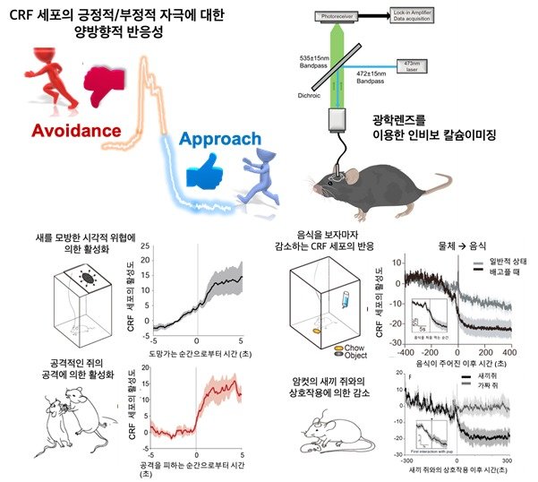 시상하부 CRF 세포의 양방향성의 활성도와 인비보 칼슘이미징모식도(KAIST 제공)© 뉴스1