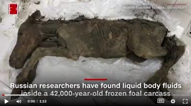 4만2000년 전의 망아지 모양 고대 동물 사체 © CNN 웹사이트 캡처