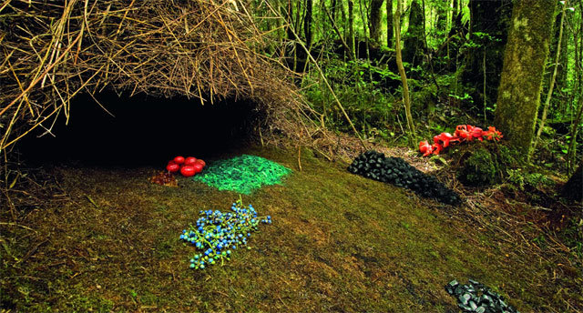 뉴기니 서부에 서식하는 보겔콥바우어새 수컷이 만든 구조물. 암컷을 유혹하기 위해 과일, 나무 부스러기, 꽃 등으로 주변을 장식했다. 사진 출처 브레트 벤츠