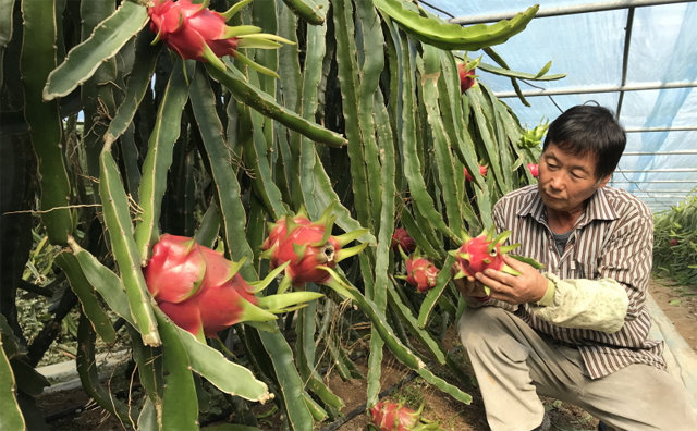 충북도농업기술원이 지역에 적합한 아열대 작물을 특화 작목으로 키우기 위한 마스터플랜을 마련했다. 사진은 충북 영동군의 용과 재배 농가 모습. 영동군 제공