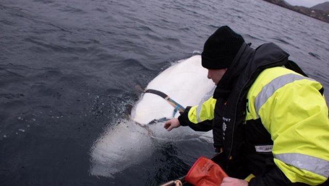 흰고래 몸통을 감싸고 있는 벨트. © 뉴스1