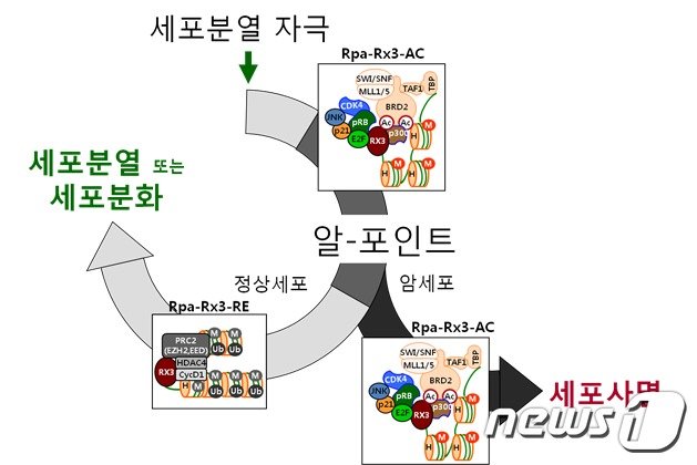 알-포인트에서 세포분열과 세포사멸을 결정하는 분자적 기전(한국연구재단 제공)© 뉴스1