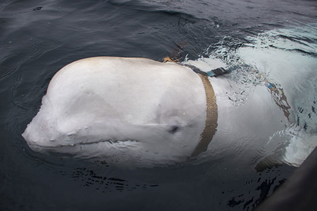 26일 노르웨이 잉외위아 인근 해안에서 발견된 흰고래 ‘벨루가’가 목줄을 매고 있다. 목줄 양쪽엔 동영상 카메라를 달
 수 있는 고정 장치가 붙어 있다. 안에는 ‘상트페테르부르크 장비’라고 쓰여 있어 러시아 해군에서 훈련을 받은 군사용 돌고래일 
것이라는 추측이 나온다. 잉외위아=AP 뉴시스
