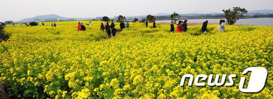 제주 서귀포시 성산읍 성산일출봉 인근 유채꽃밭에서 관광객들이 활짝 핀 유채꽃과 함께 즐거운 시간을 보내고 있다.2017.2.26/뉴스1 © News1