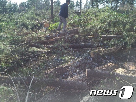 울창한 나무들이 스러져 있는 제주 지역 임야.© News1