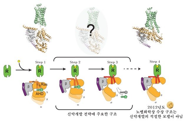G단백질수용체가 G단백질을 활성화시키는 과정.© 뉴스1
