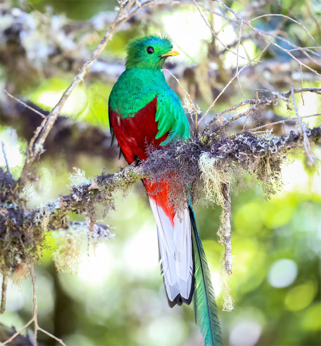 멕시코 남부와 과테말라, 코스타리카 고지 열대림에 주로 사는 새 ‘케찰(quetzal)’. 과테말라 국조이기도 한 이 새는 특히 수컷이 녹색과 갈색, 노란색이 어우러져 아름답기 그지없다. 국제협약으로 보호하는 귀한 몸이지만 화려한 깃털 때문에 플라이 타이어 사이에서 인기가 높다. ‘깃털도둑’의 에드윈 리스트가 박물관에서 훔친 새 표본에도 다량 포함돼 있다. 흐름출판 제공