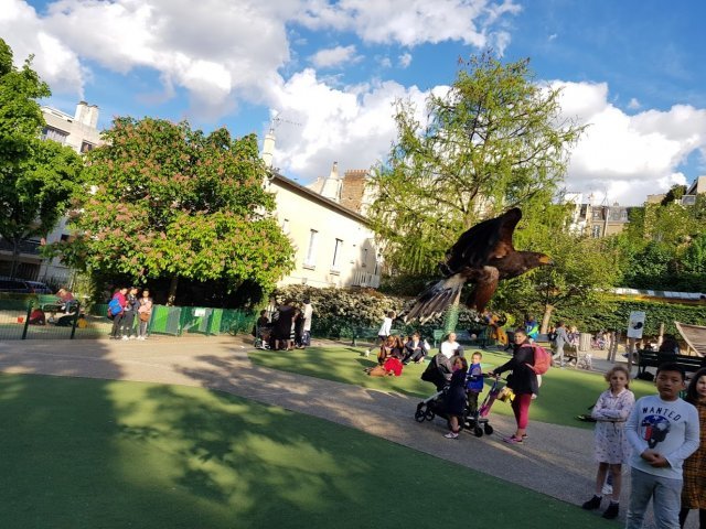 프랑스 파리 근교 공원 놀이터에서 비둘기를 쫓으러 날아가는 매와 이를 바라보고 있는 아이들의 모습.