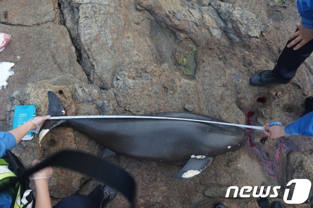 멸종위기 보호종인 상괭이 사체가 전북 부안 해변에서 또 다시 발견됐다. 발견된 상괭이는 불법 포획 흔적은 없으며 체장 130cm, 둘레 90cm으로 수습한 사체는 부안군에 인계됐다.(부안해경 제공)© 뉴스1