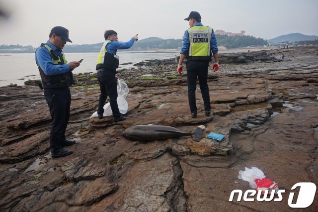 전북 부안해양경찰서는 15일 오후 6시30분경 멸종위기 보호종인 상괭이 사체가 부안군 변산면 채석강 인근에서 관광객들의 신고로 발견됐다고 밝혔다. 해경이 상괭이 사체를 수거하고 있다.(부안해경 제공) © 뉴스1