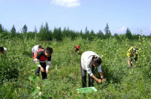 북한 학생들이 백두산 블루베리를 수확하는 모습.