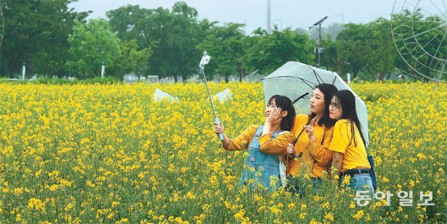 노란 세상… 비 오는 날의 풍경 전국에 비가 내린 19일 오전 경기 구리시 한강시민공원의 유채꽃 축제를 찾은 시민들이 우산을 쓰고 꽃길 속에서 사진을 찍고 있다. 구리=양회성 기자 yohan@donga.com