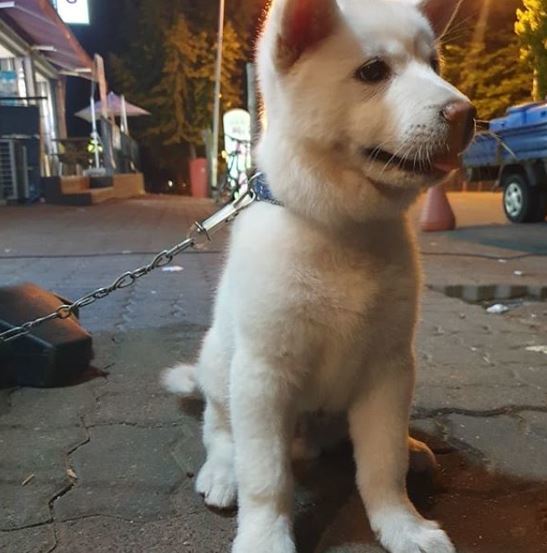 사진=동물학대방지연합 인스타그램