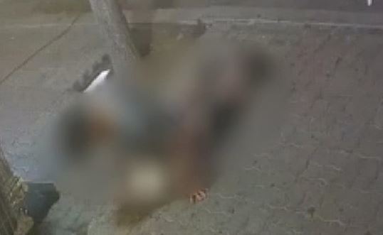 사진=동물학대방지연합 인스타그램