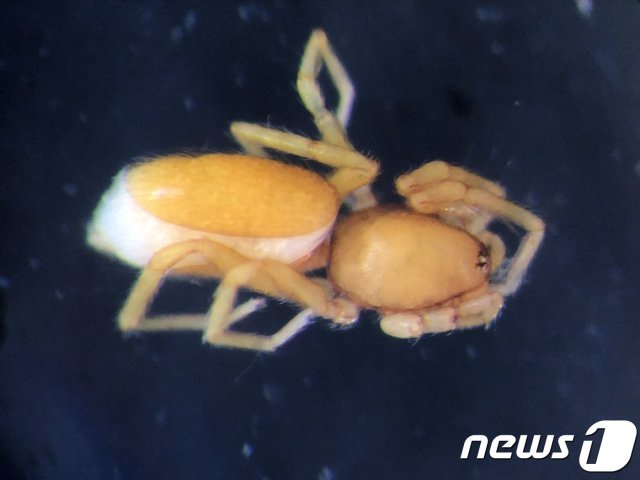 추자도에서 발견된 알거미과 진드기거미속의 한국미기록종(세계유산본부) © 뉴스1
