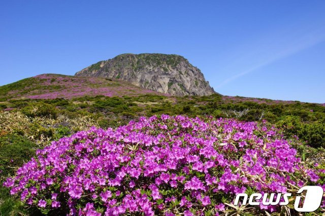 한라산 산철쭉.(한라산국립공원관리소 제공)