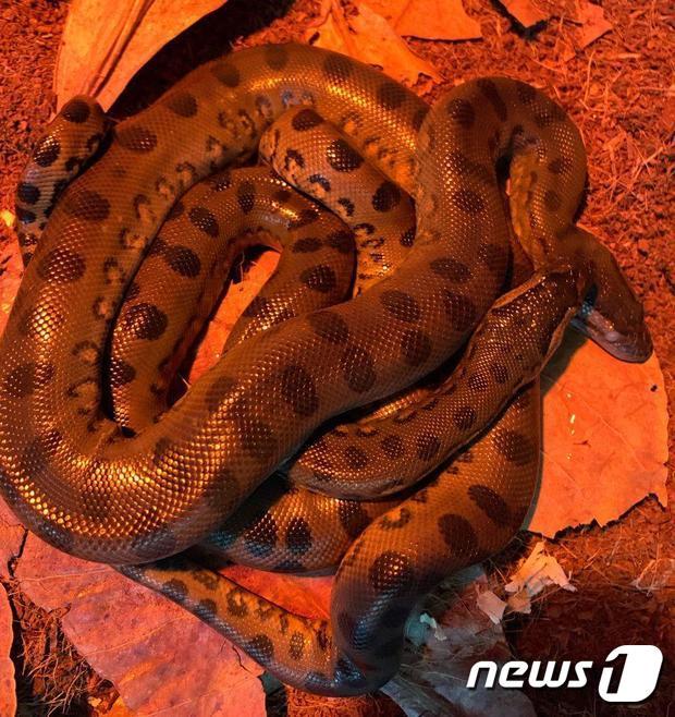 수족관서 처녀생식을 통해 출산한 아나콘다 뱀 (뉴잉글랜드 수족관) © 뉴스1
