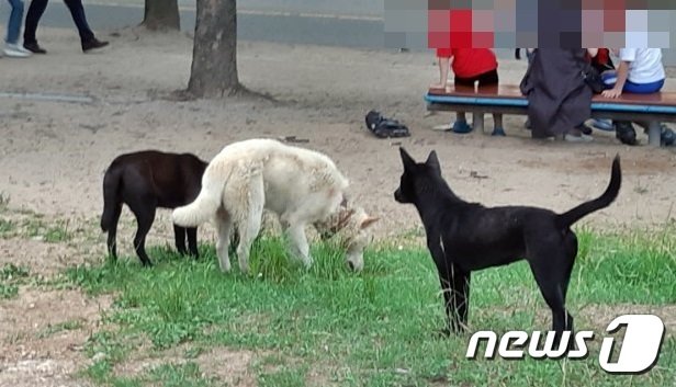 지난해 인천대공원서 이용객 반려견을 공격한 들개들(인천대공원사업소 제공)2019.5.28/뉴스1 © News1