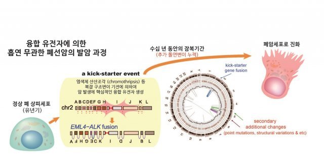 융합 유전자에 의한 흡연 무관한 페선암의 발암 과정.(KAIST)