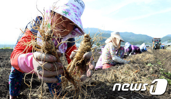 경남 거창군 북상면 농산리의 한 인삼 농가에서 6년동안 키운 인삼을 농민들이 수확하고 있다…/뉴스1 © News1